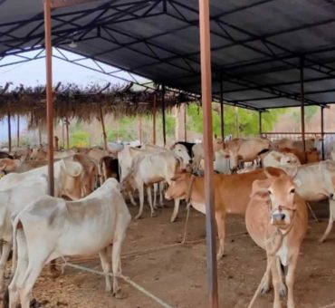 Goshala Cow Seva